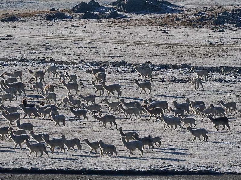 Llamas