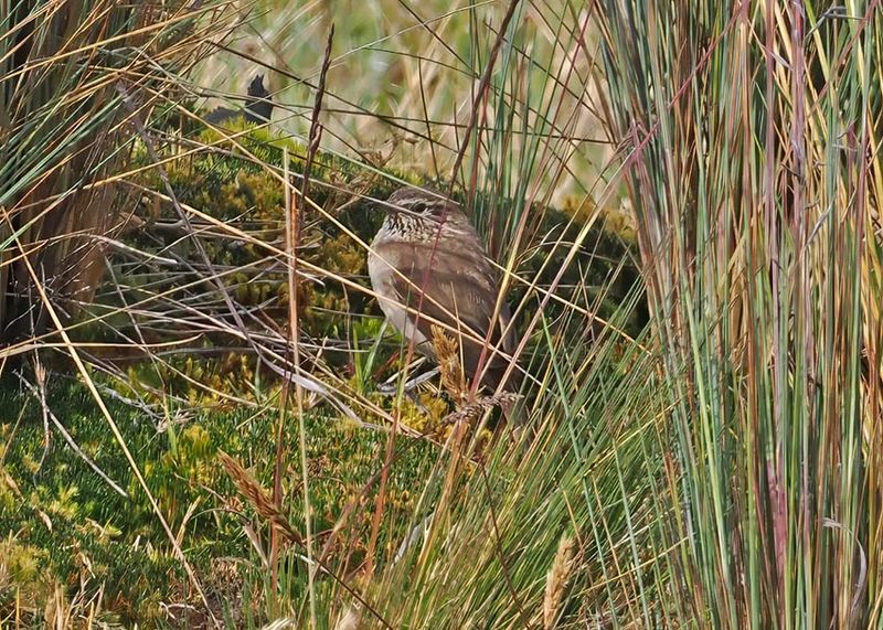 Streak-throated Canastero