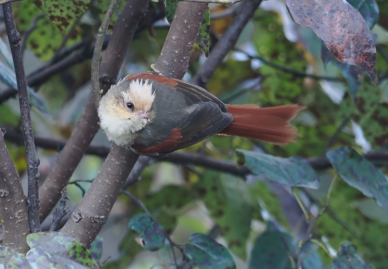 Creamy-crested Spinetail
