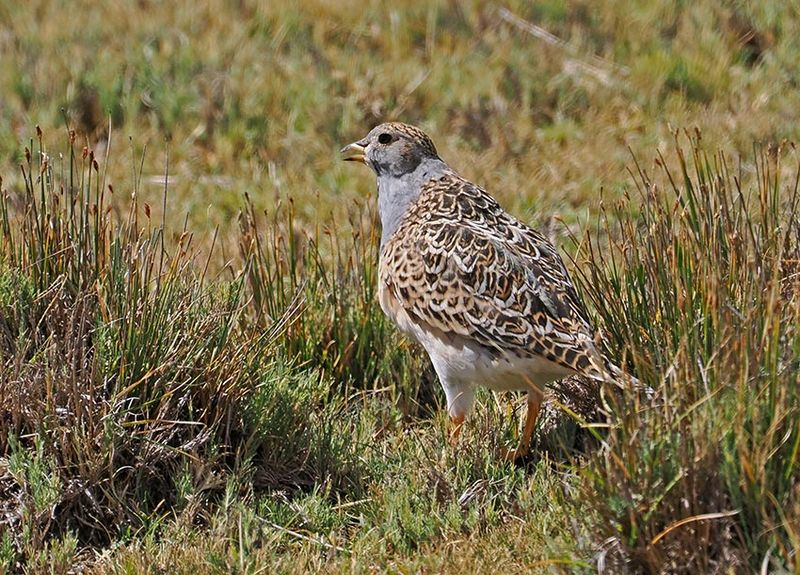 Gray-breasted Seedsnipe