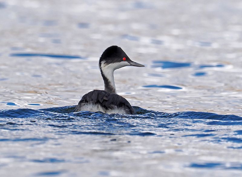Junin Grebe