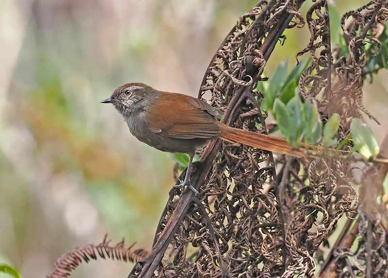 White-chinned Thistletail