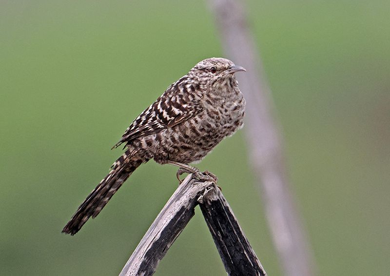 Fasciated Wren
