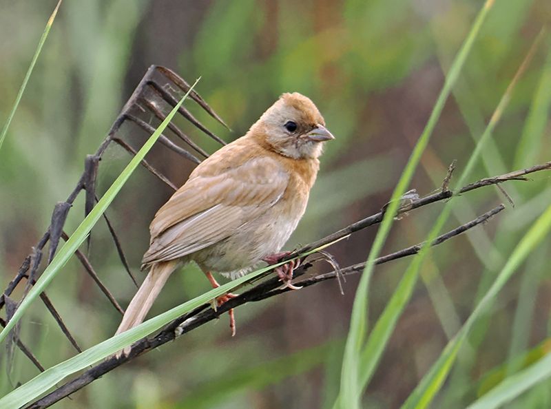 Rufous-collared Sparrow