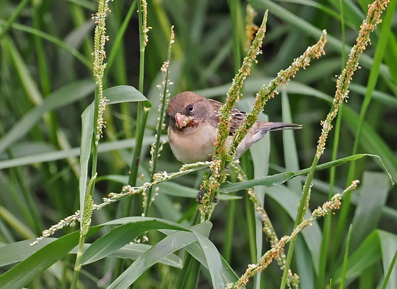 Chestnut-throated Seedeater