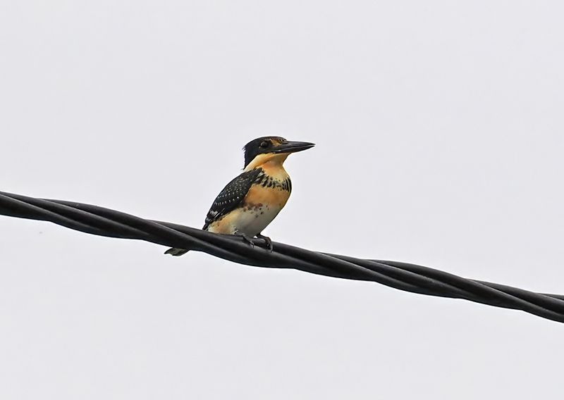 Green Kingfisher