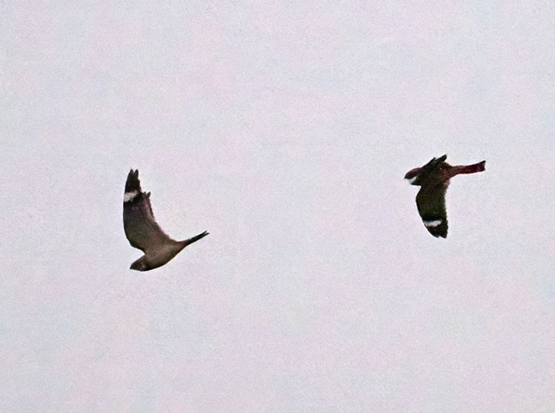 Lesser Nighthawk