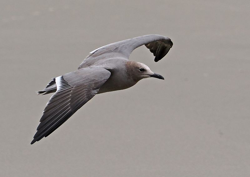 Gray Gull