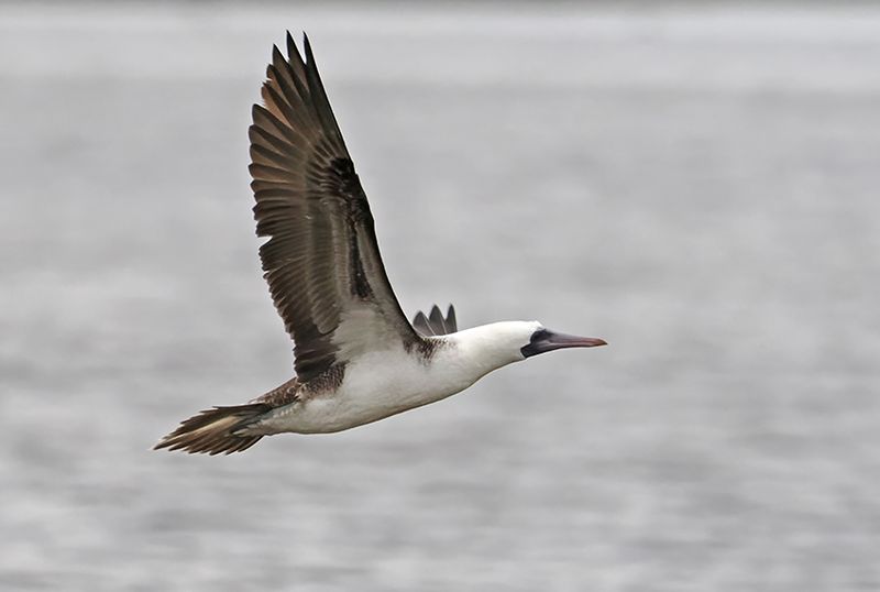 Peruvian Booby
