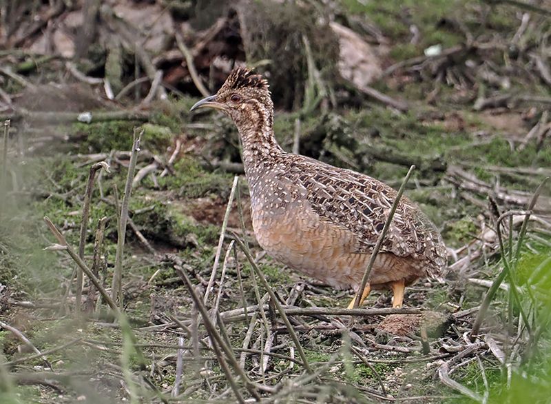 Andean Tinamou