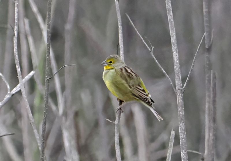 Grassland Yellow-Finch