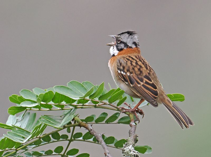 Rufous-collared Sparrow