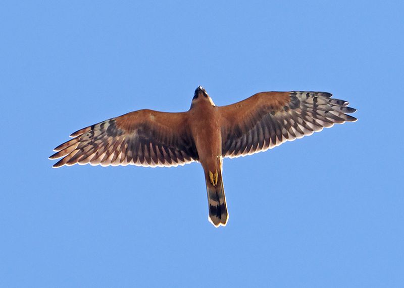Pallid Harrier