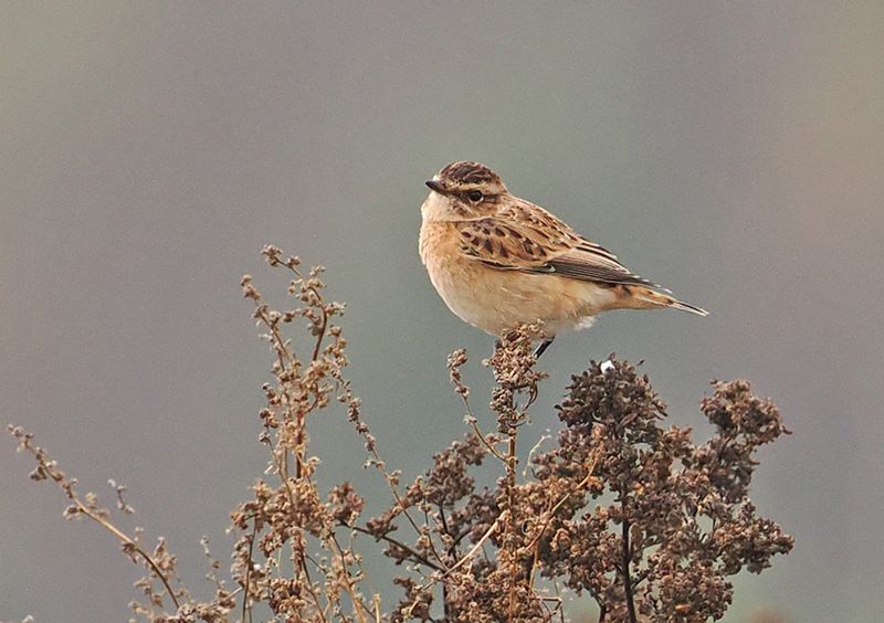 Whinchat