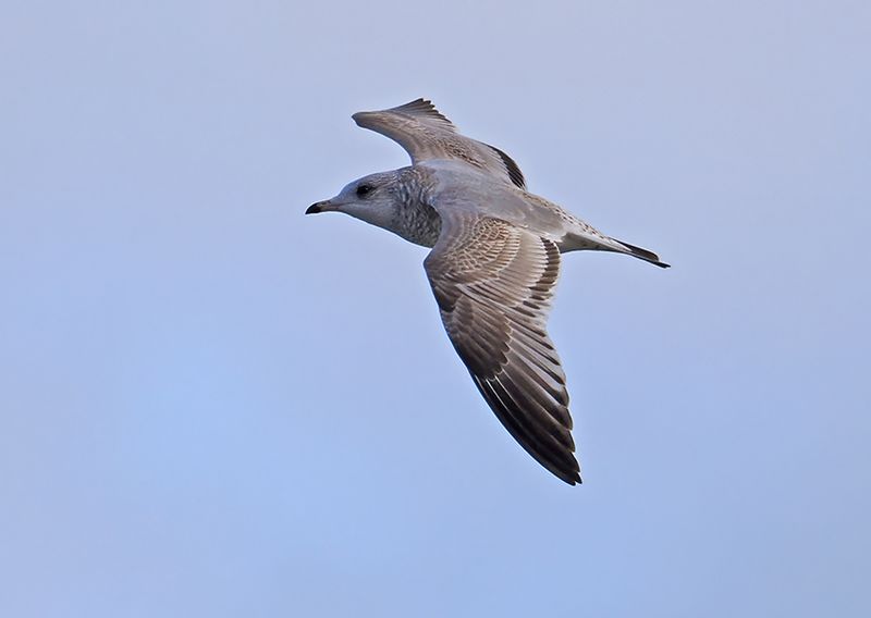 Common Gull