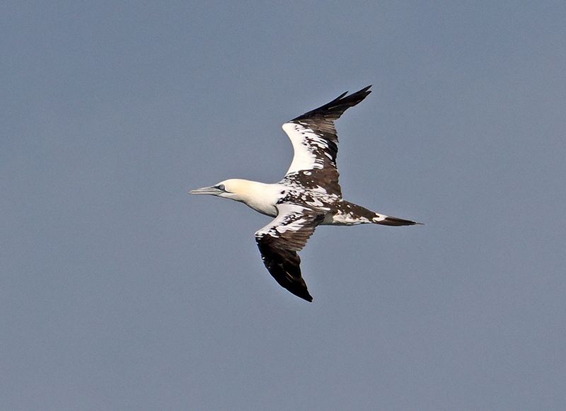 Northern Gannet