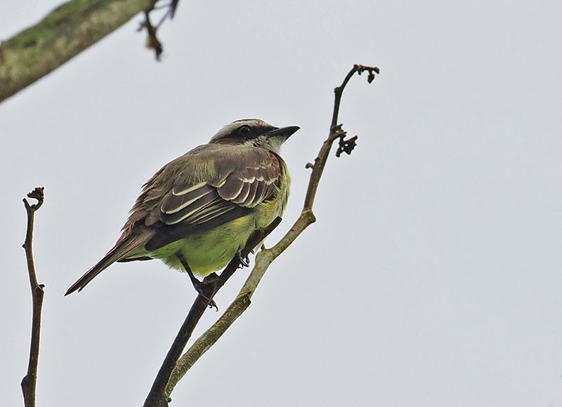 Piratic Flycatcher