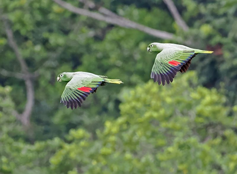 Mealy Amazon