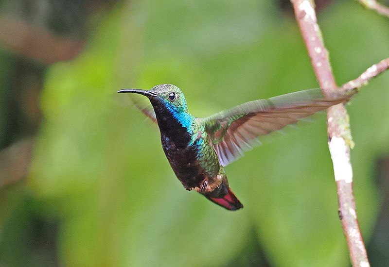 Black-throated Mango