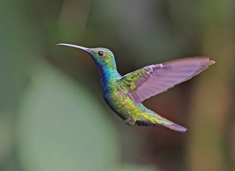 Black-throated Mango