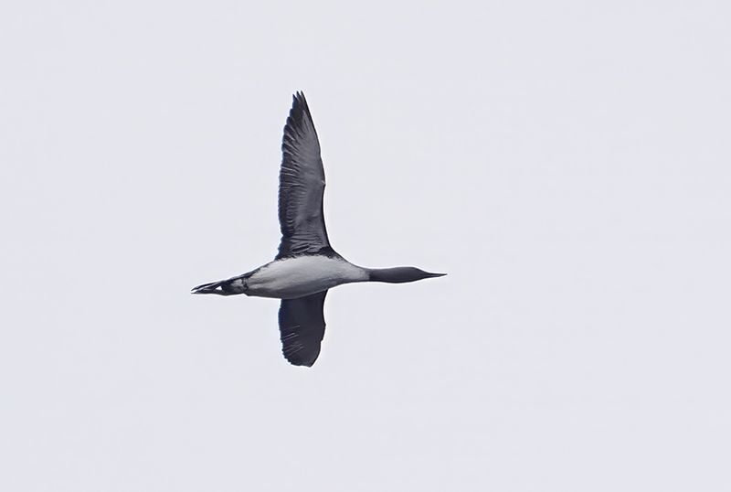 Red-throated Diver