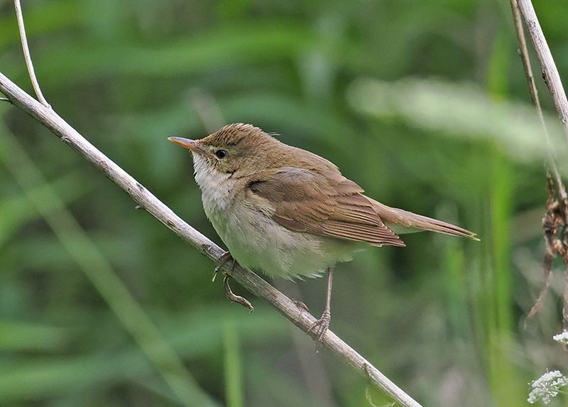 Blyths Reed Warbler