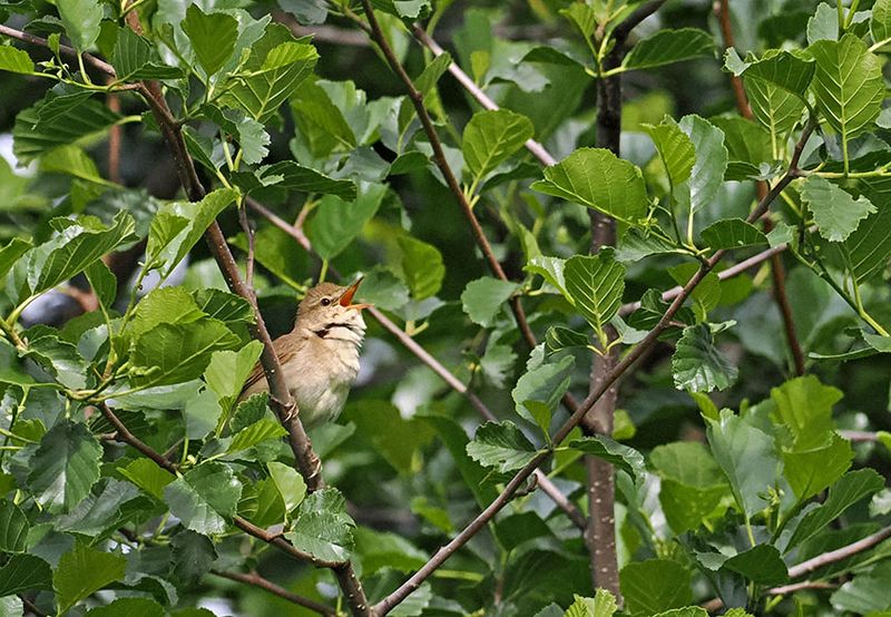 Blyths Reed Warbler