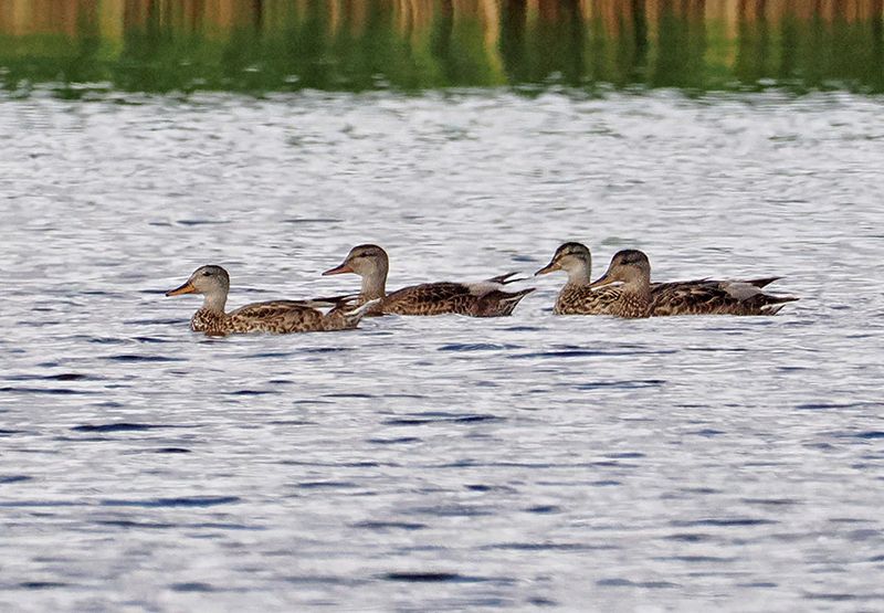 Gadwall