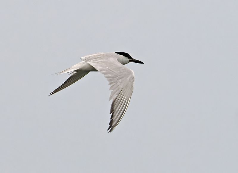 Gull-billed Tern