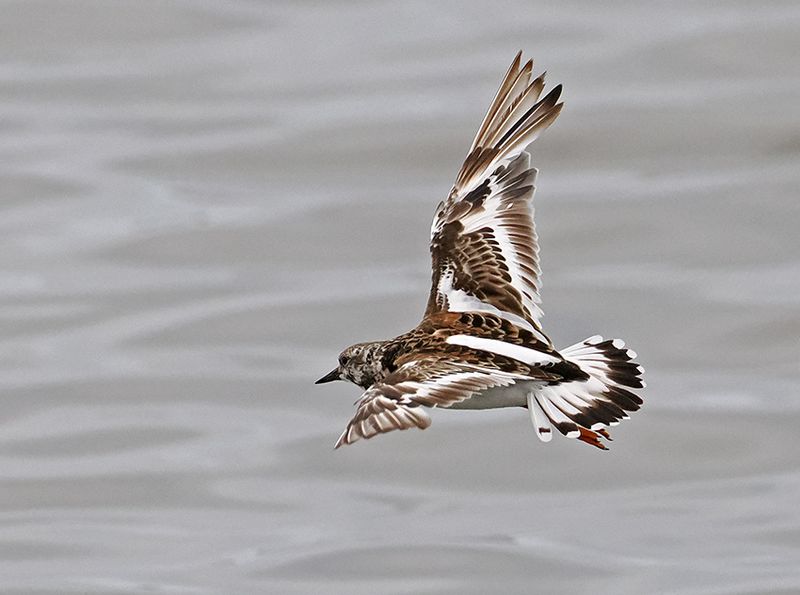 Ruddy Turnstone