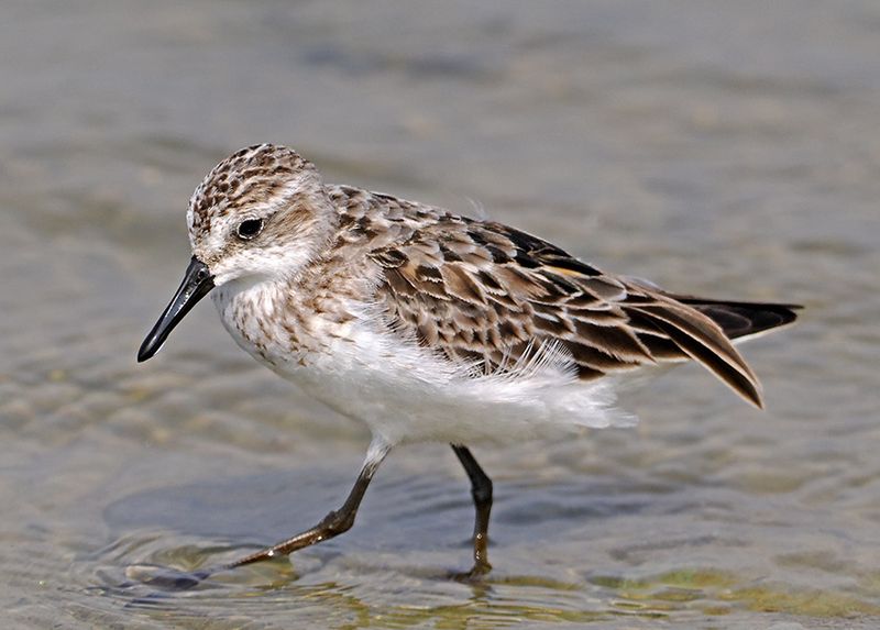 Semipalmated Sandpiper