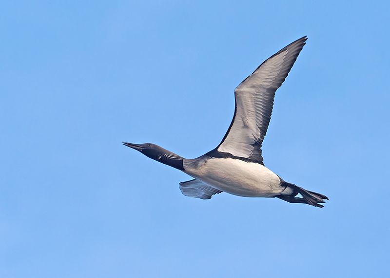Black-throated Diver