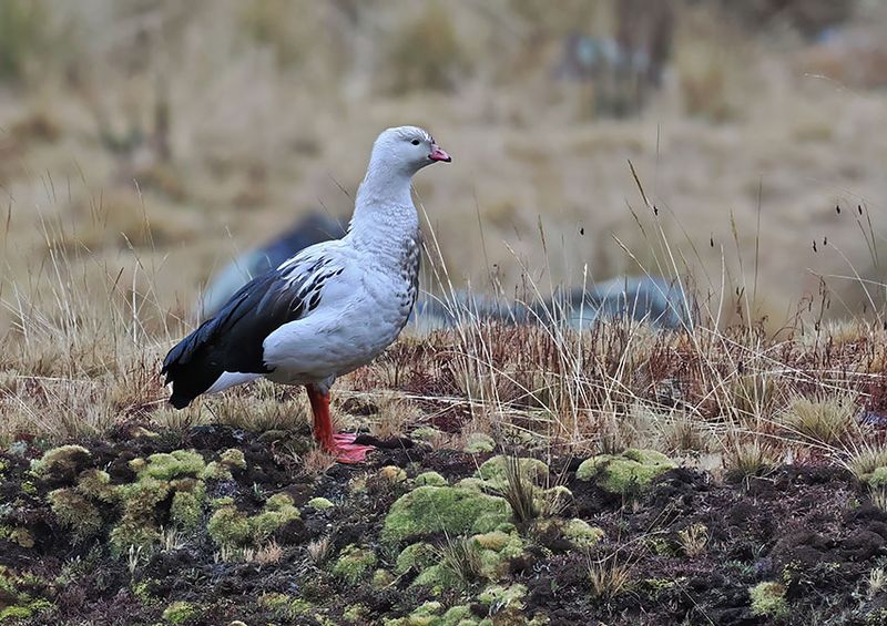 Andean Goose