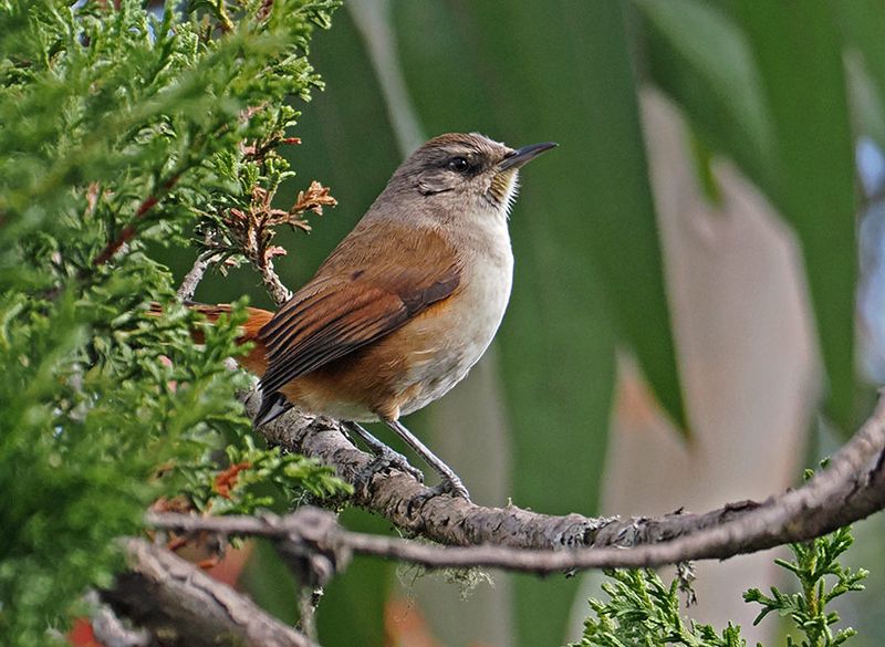 Berlepschs Canastero