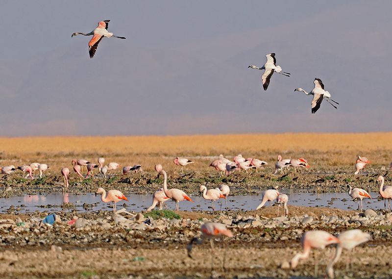 Chilean Flamingo