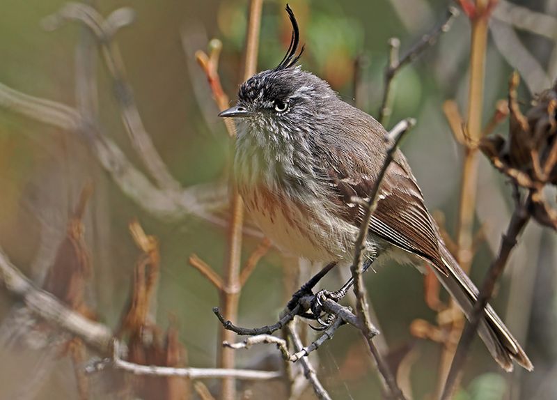 Tufted Tit-Tyrant