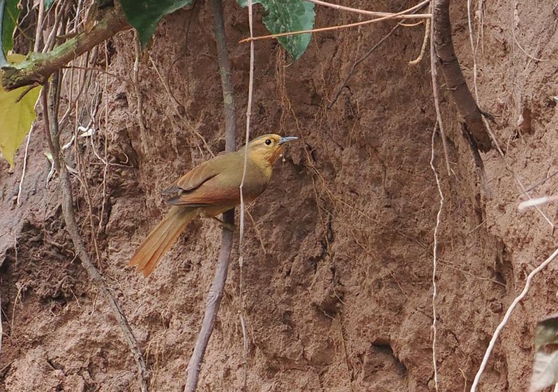 Buff-fronted Foliage-Gleaner
