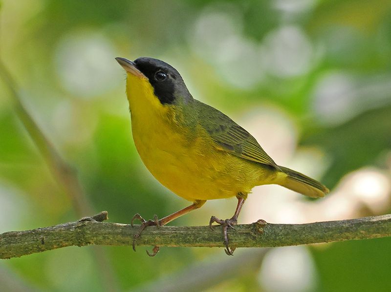 Southern Yellowthroat