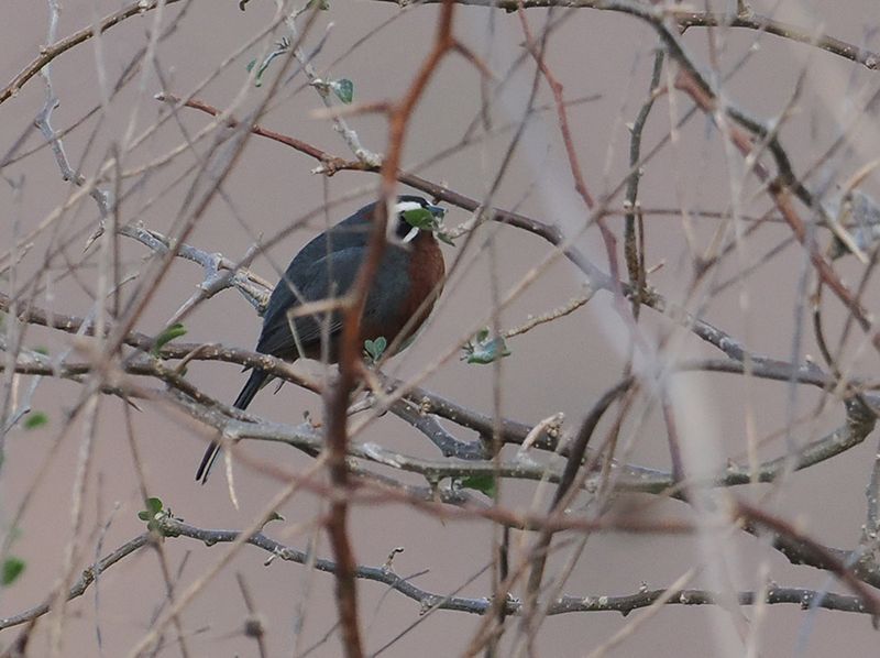 Black-and-chestnut Warbling-Finch
