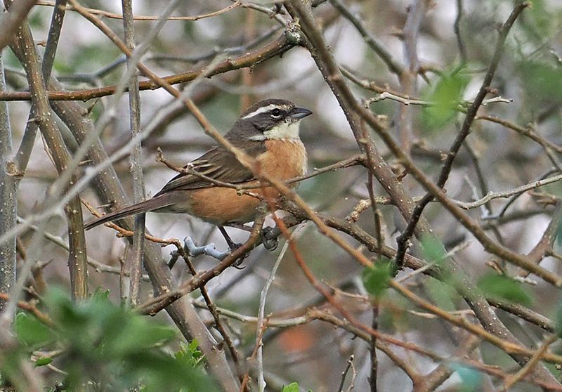 Bolivian Warbling-Finch