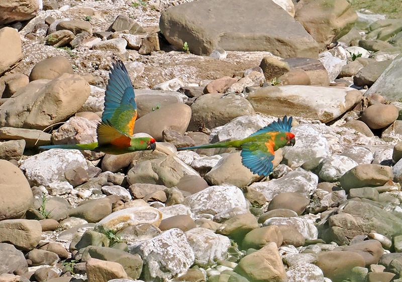 Red-fronted Macaw