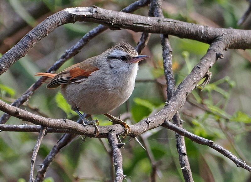 Stripe-crowned Spinetail