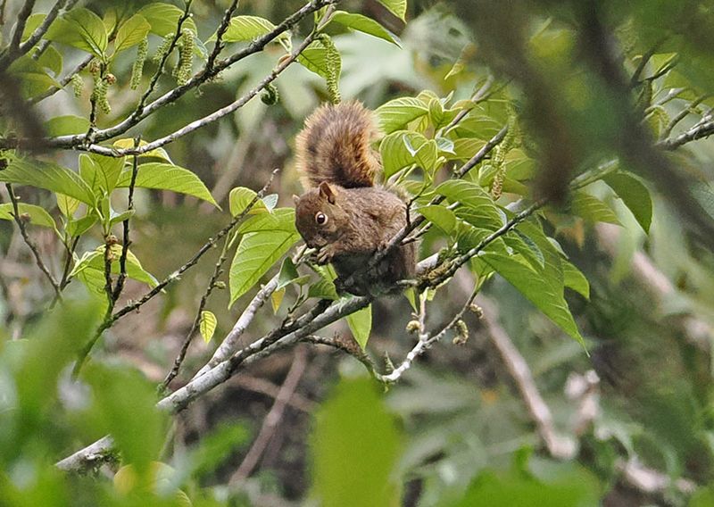 Bolivian Squirrel