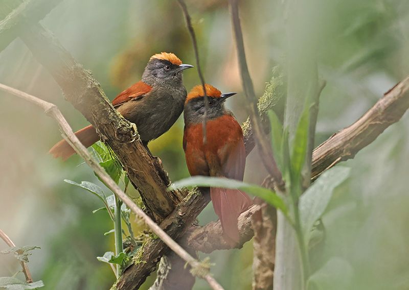 Light-crowned Spinetail