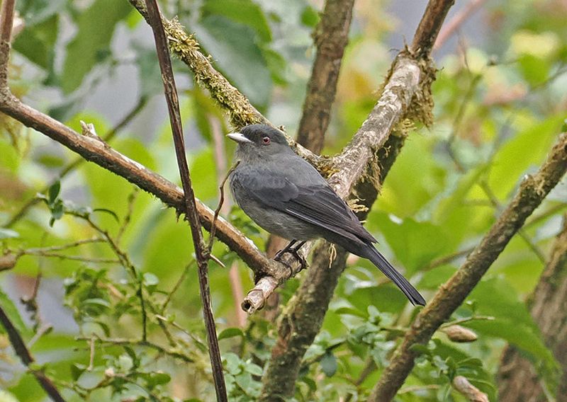 Plumbeous Black-Tyrant