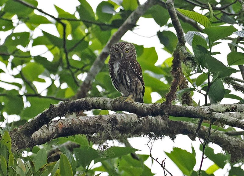 Yungas Pygmy-Owl
