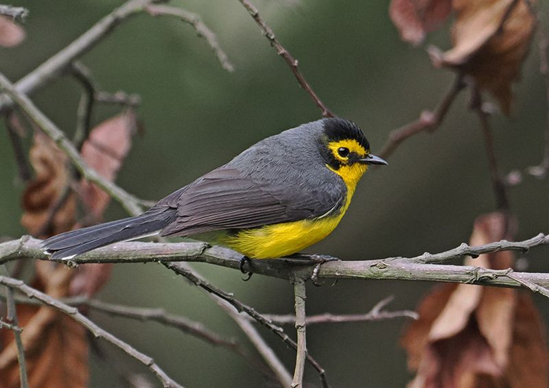 Spectacled Whitestart