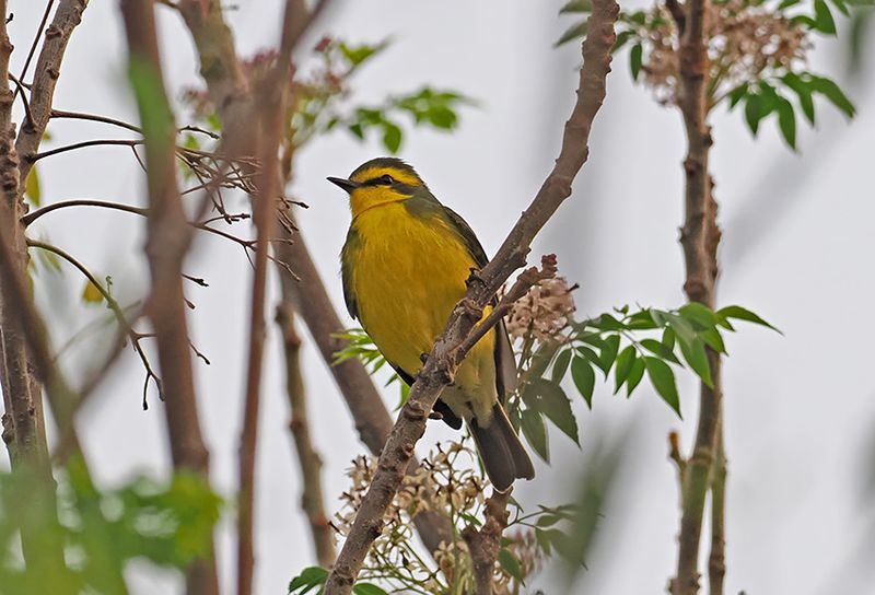 Yellow-browed Tyrant