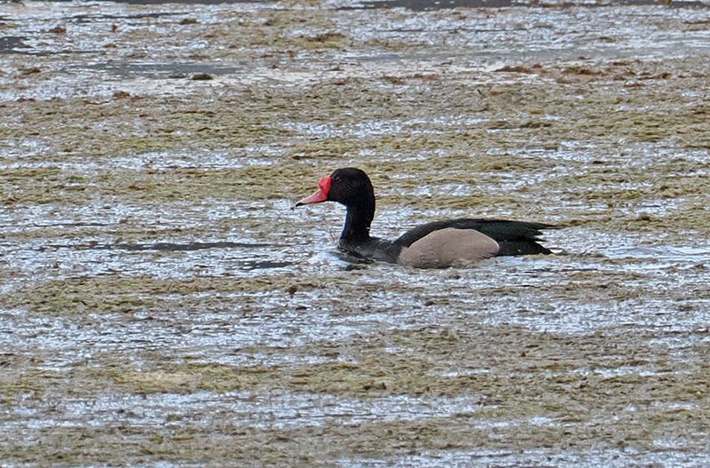 Rosy-billed Pochard