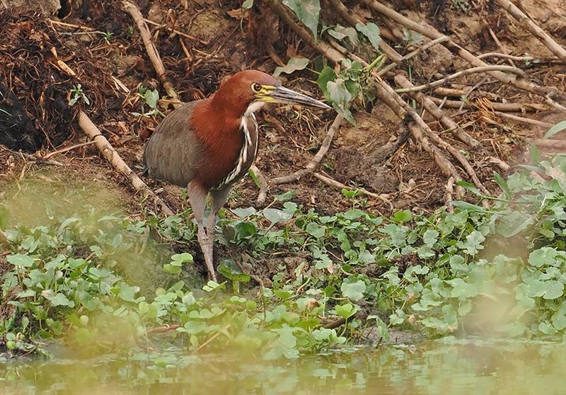 Rufescent Tiger-Heron